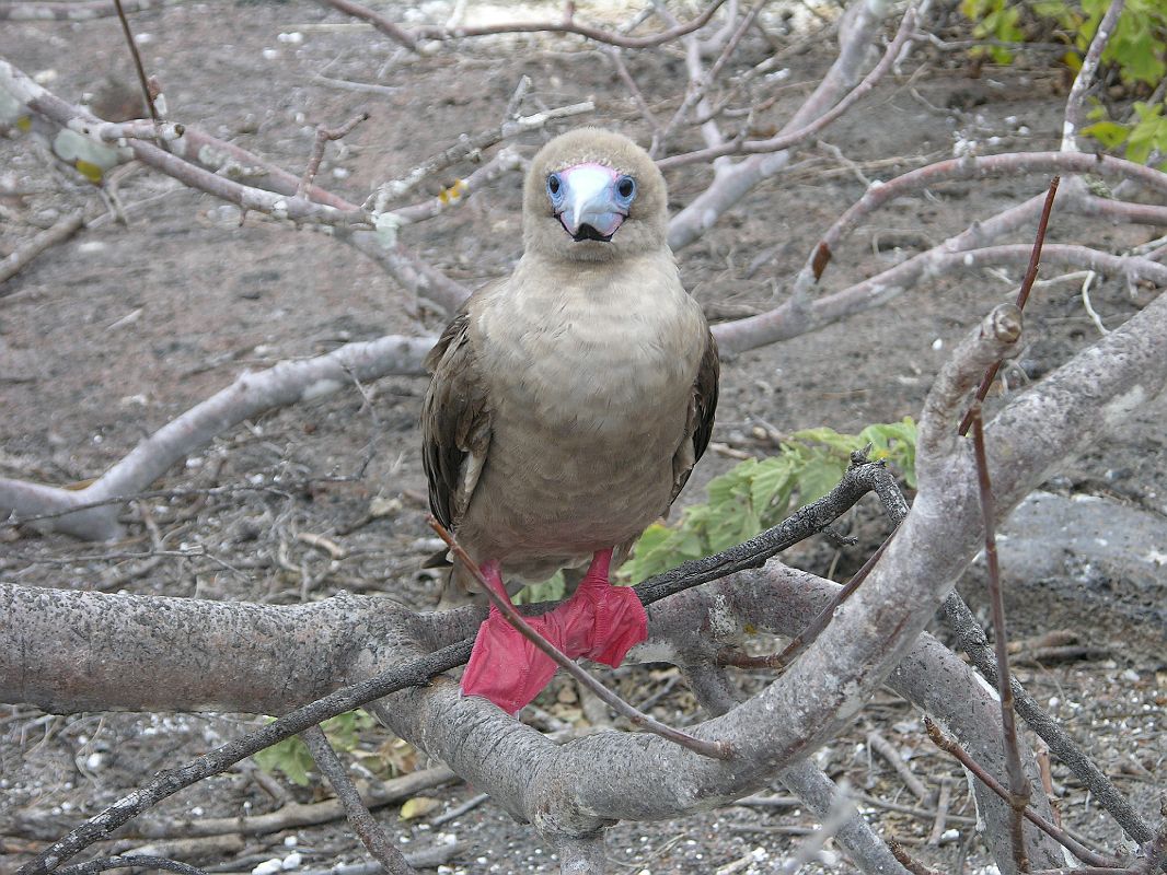 Galapagos 7-1-05 Genovesa Prince Philips Steps Red-footed Booby